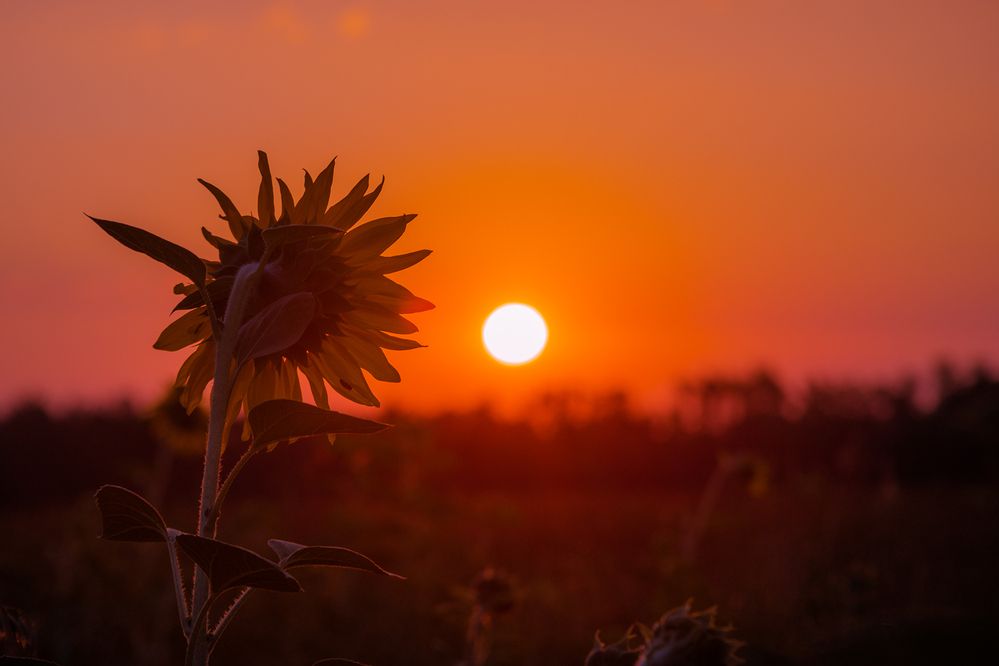 Навстречу солнцу
