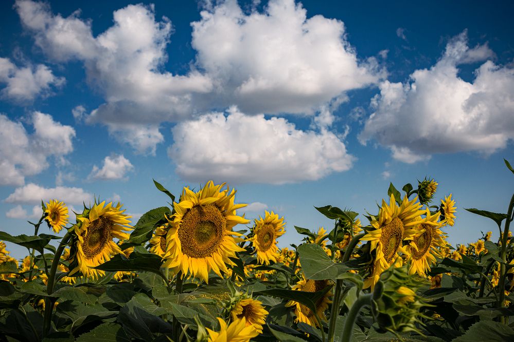 Эстетика поля