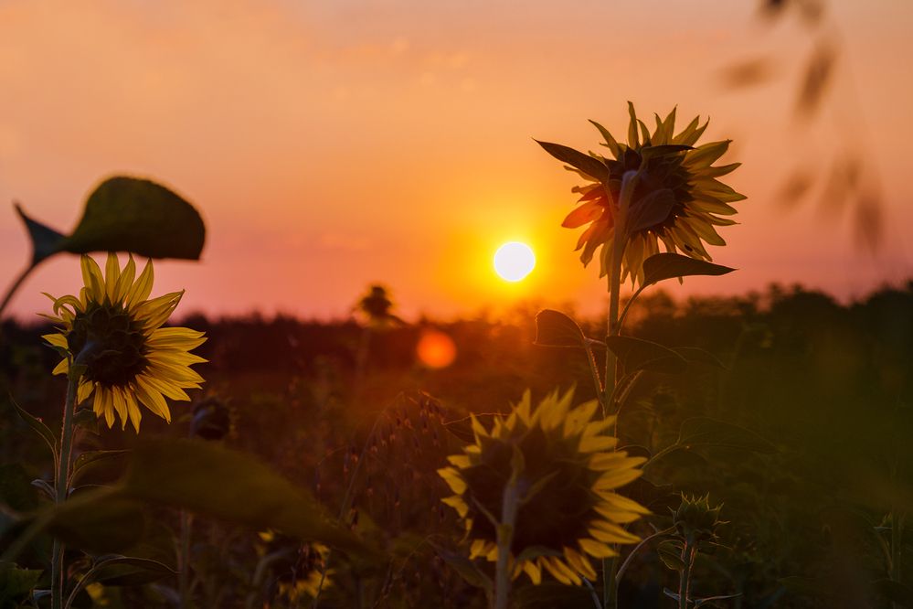 Встречающие рассвет