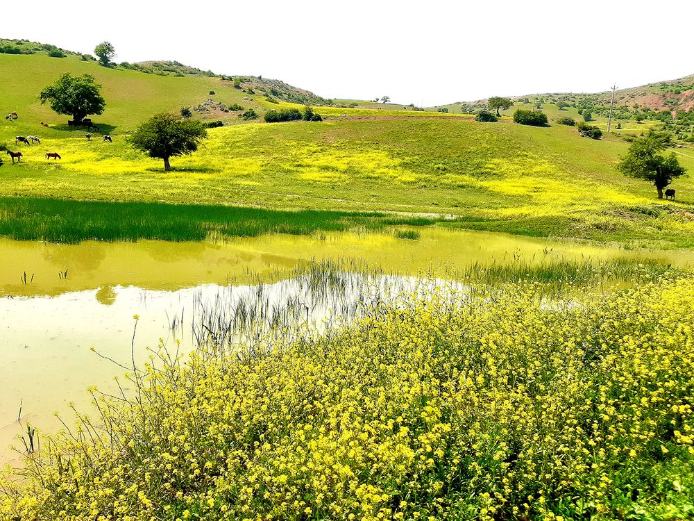 Photograph by Reyhane Ajorloo