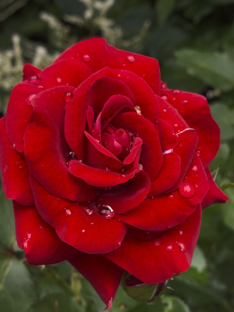 Photograph by Екатерина Борисовна Кузьмина