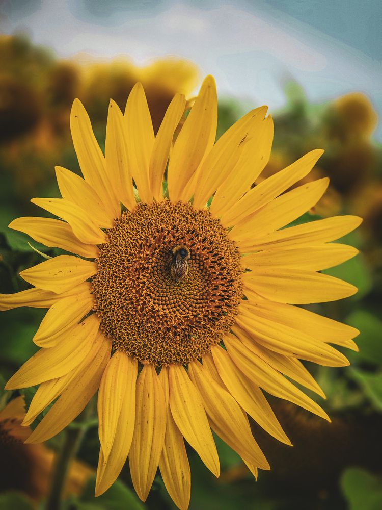 Фотография автора Evgeniy Shabanov