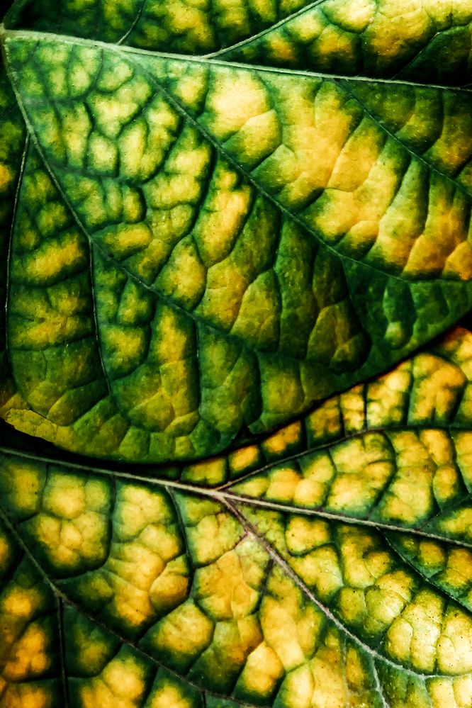 Photograph by Reyhane Ajorloo