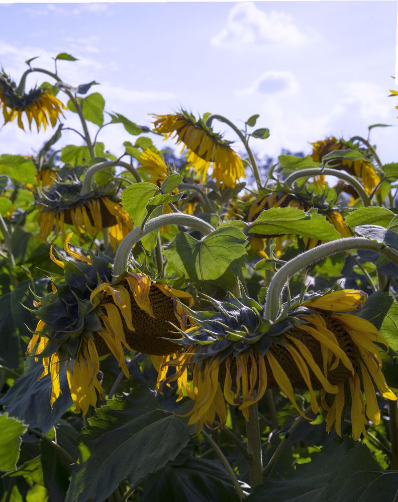 Photograph by Андрей Семенков