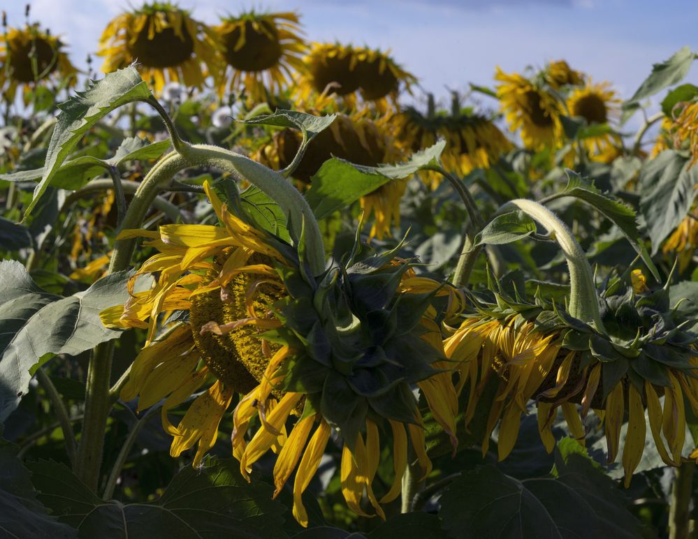 Photograph by Андрей Семенков