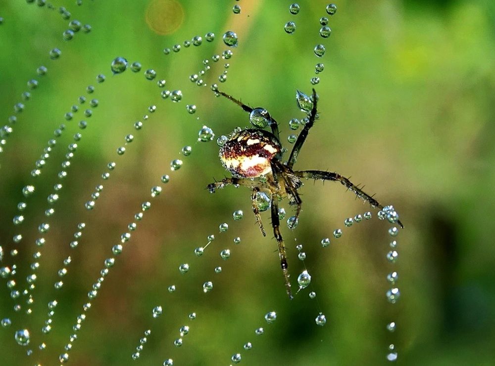 Искусстный ткач.