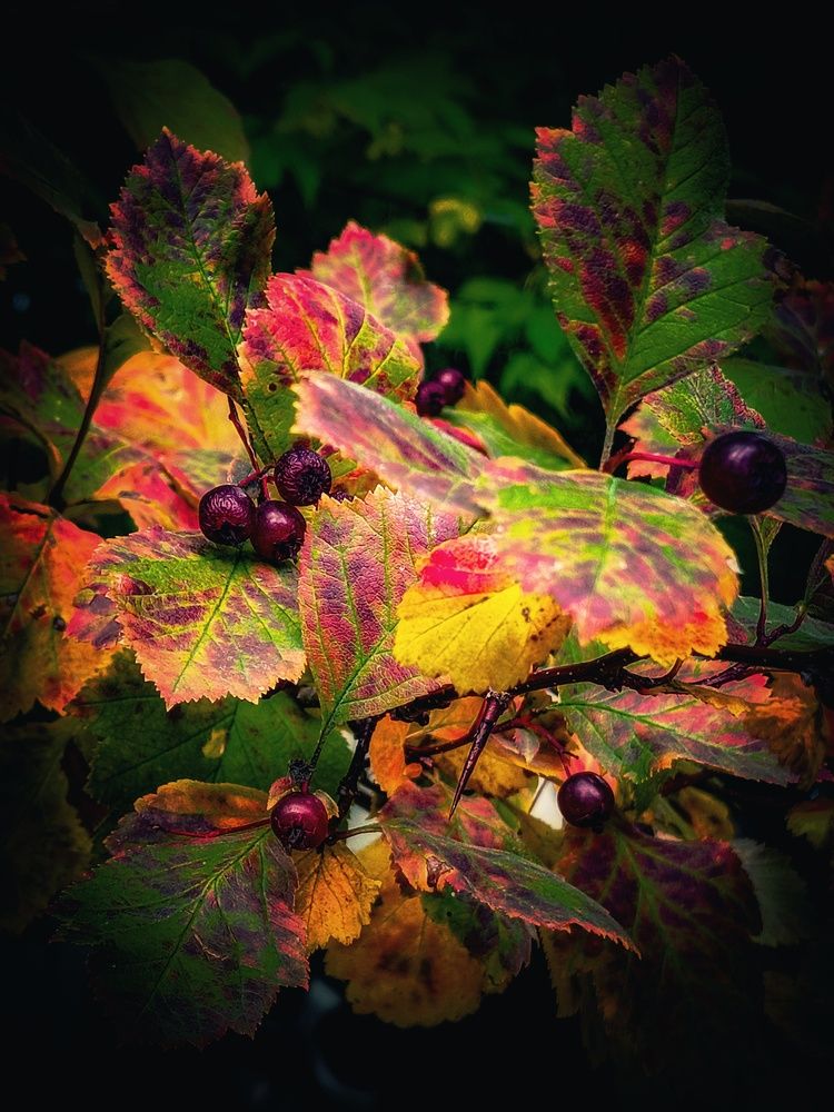 Photograph by Владимир Сушкин