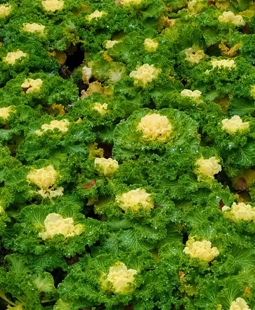 Фотография автора Елена Александрова