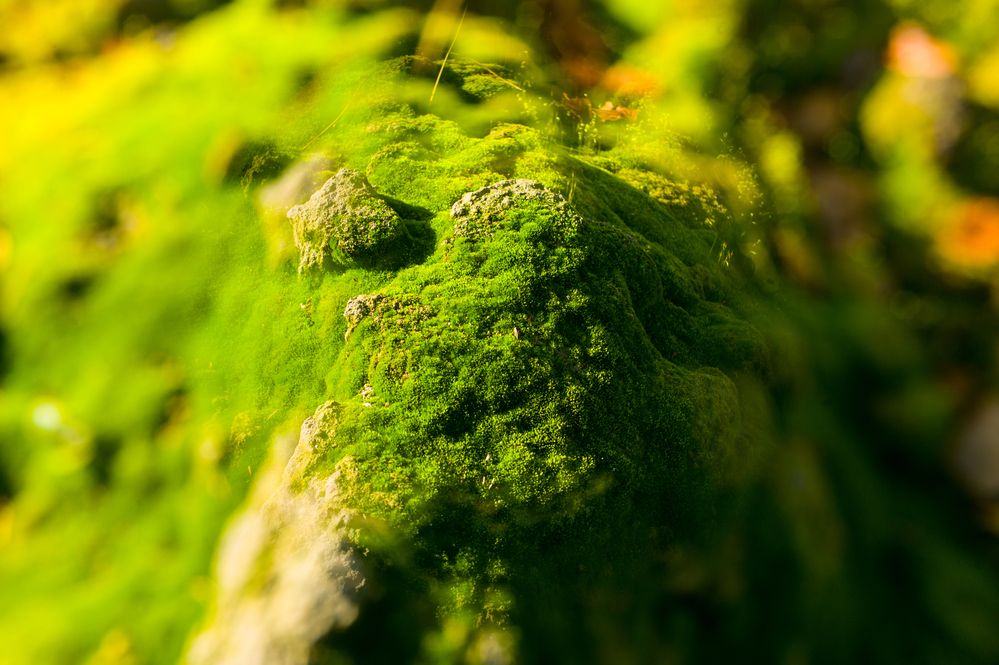 Photograph by Дронов Михаил