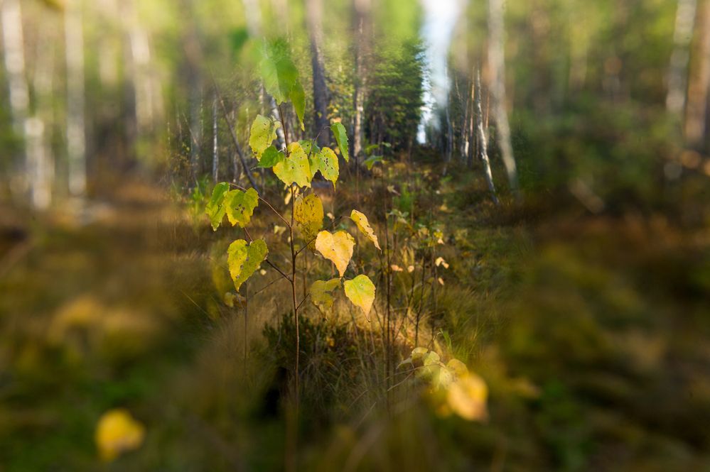 Photograph by Дронов Михаил