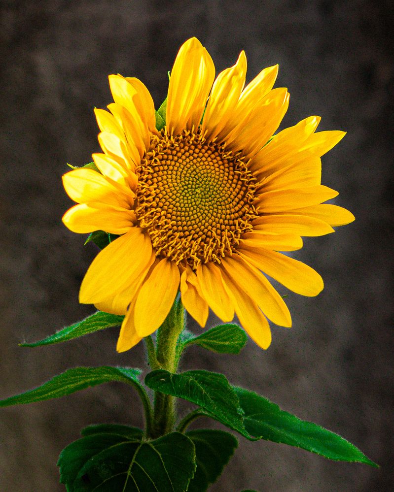 Photograph by Silvio José