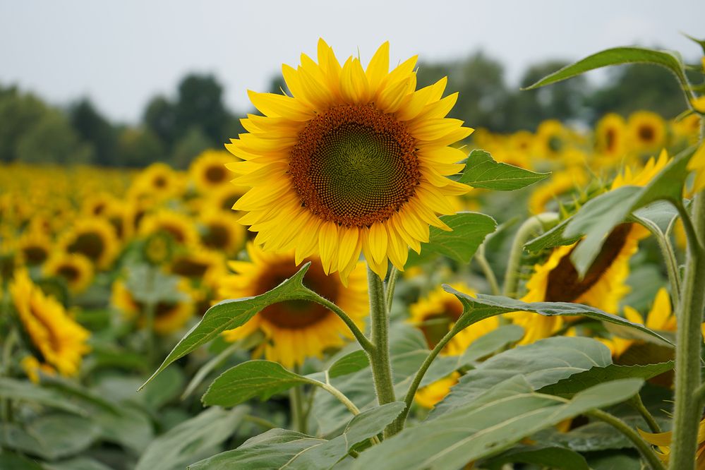 Photograph by Liliana Grup