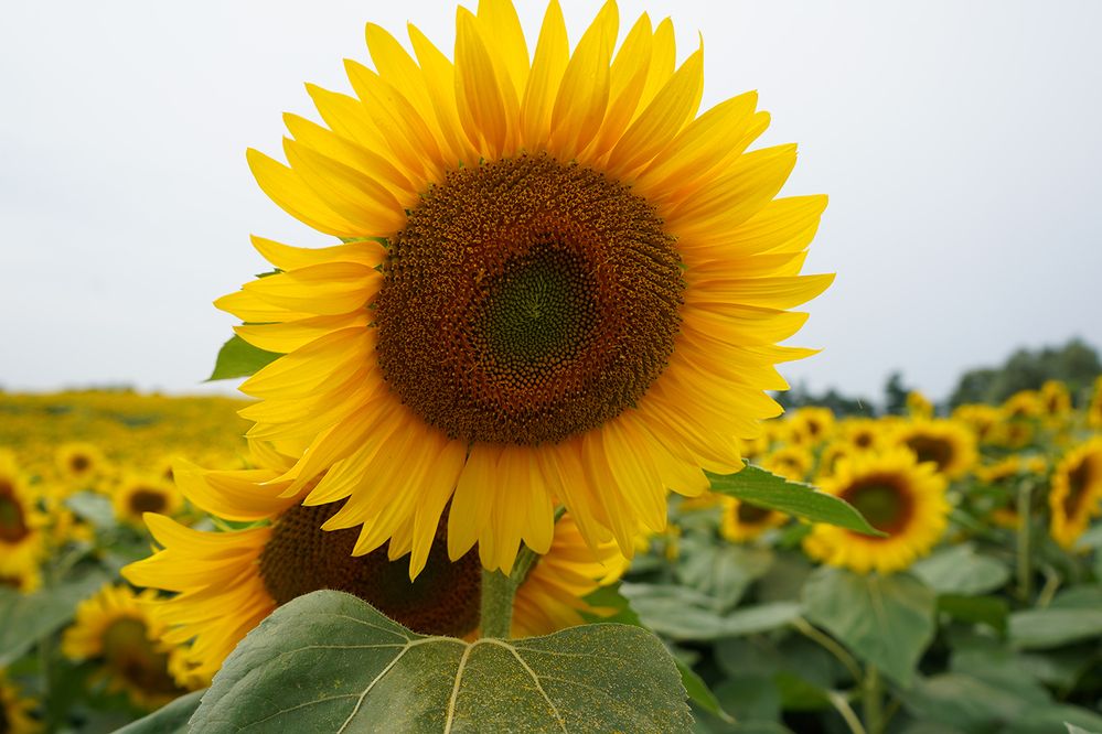 Photograph by Liliana Grup