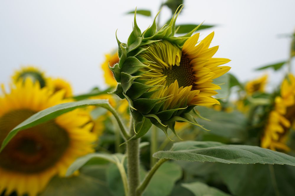 Photograph by Liliana Grup