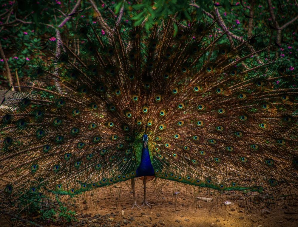 Photograph by Krishnaa Abilshan