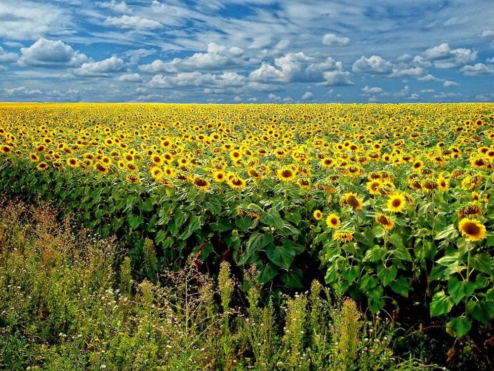 Фотография автора Роман Савоцкий
