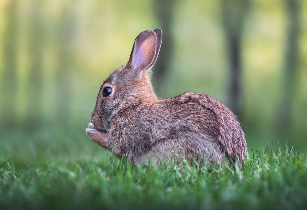 Dreamy Cottontail