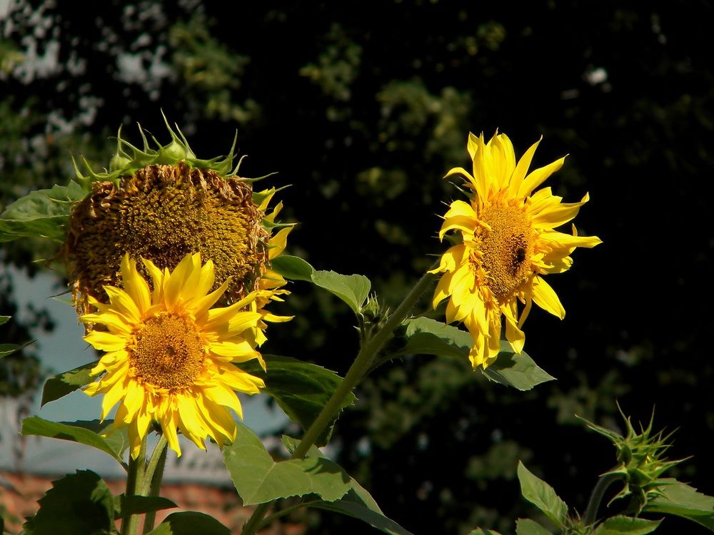 Фотография автора Роман Савоцкий