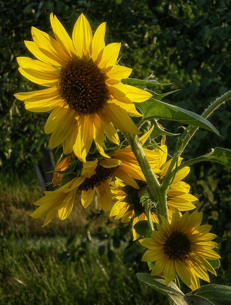 Photograph by Савоцкий Роман