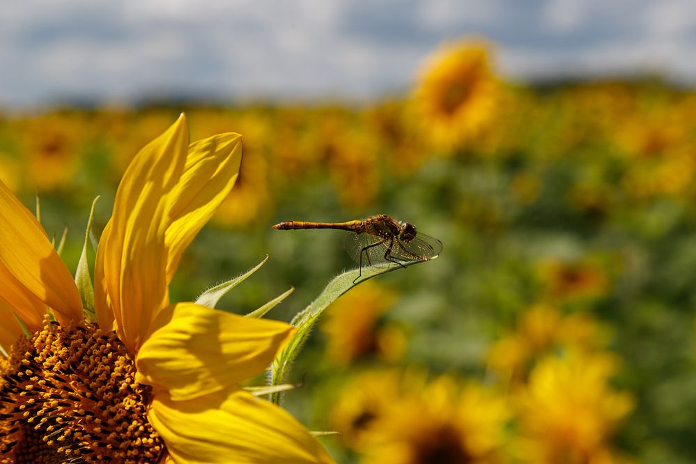 Photograph by виктор ковчин