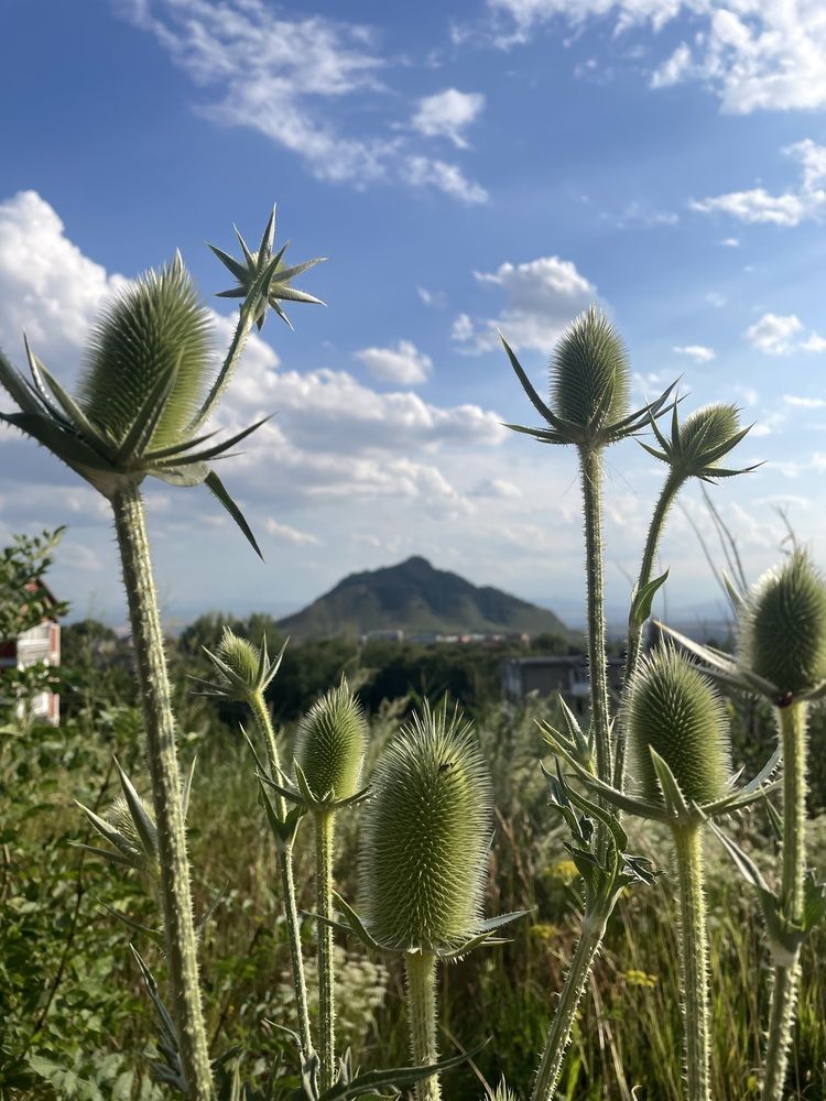 Photograph by Елена Саватеева
