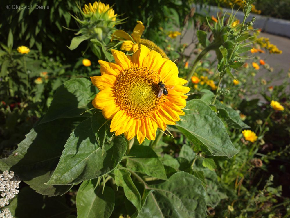 Photograph by Денис Ольгович