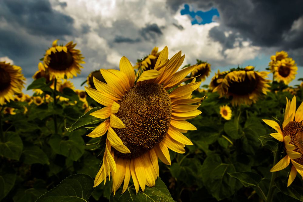 Photograph by Игорь Сидун