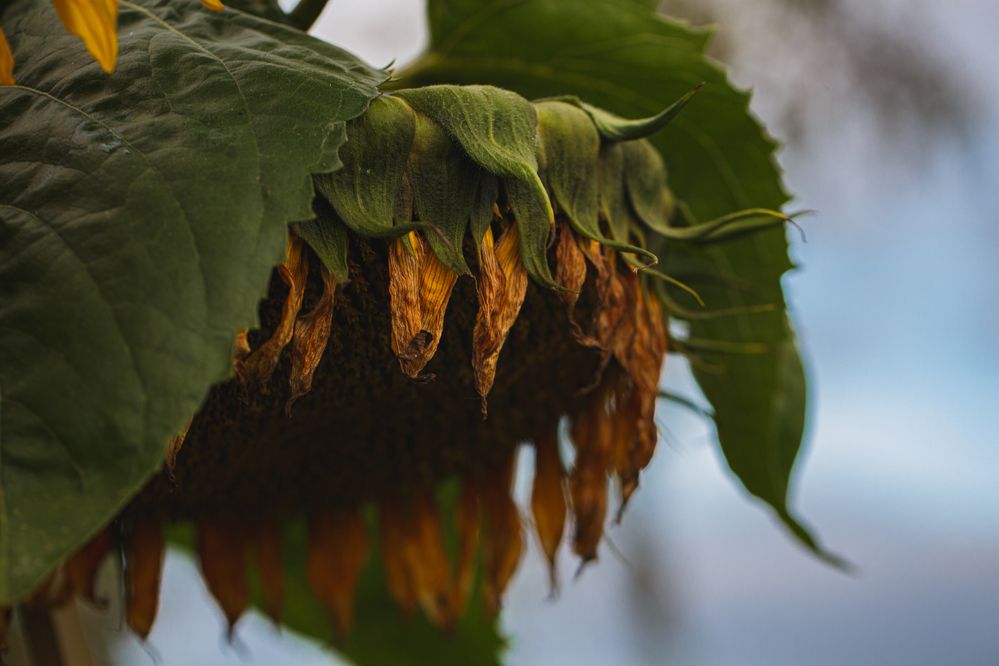 Фотография автора Мария Парамиди