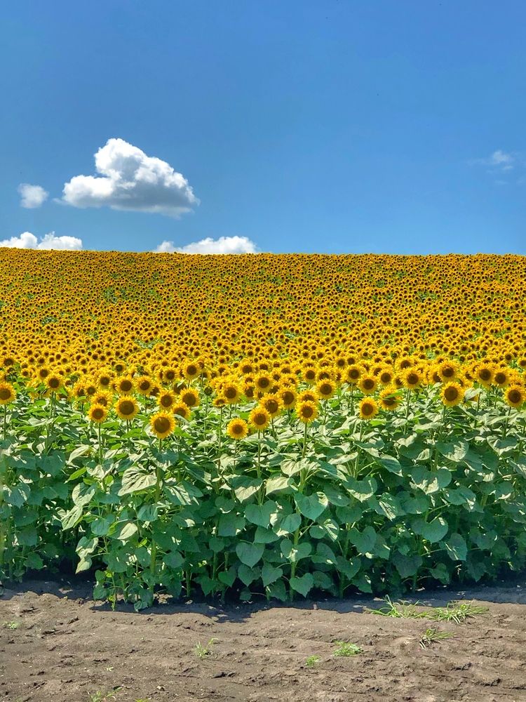 Photograph by Artem Meletov