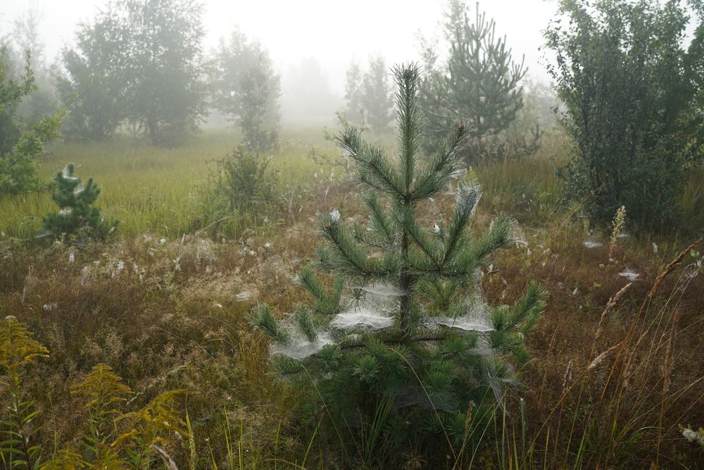 Photograph by Измаил Ефимов