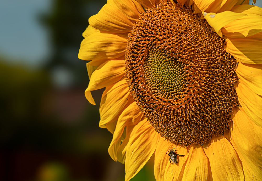 Фотография автора Ольга Егунова