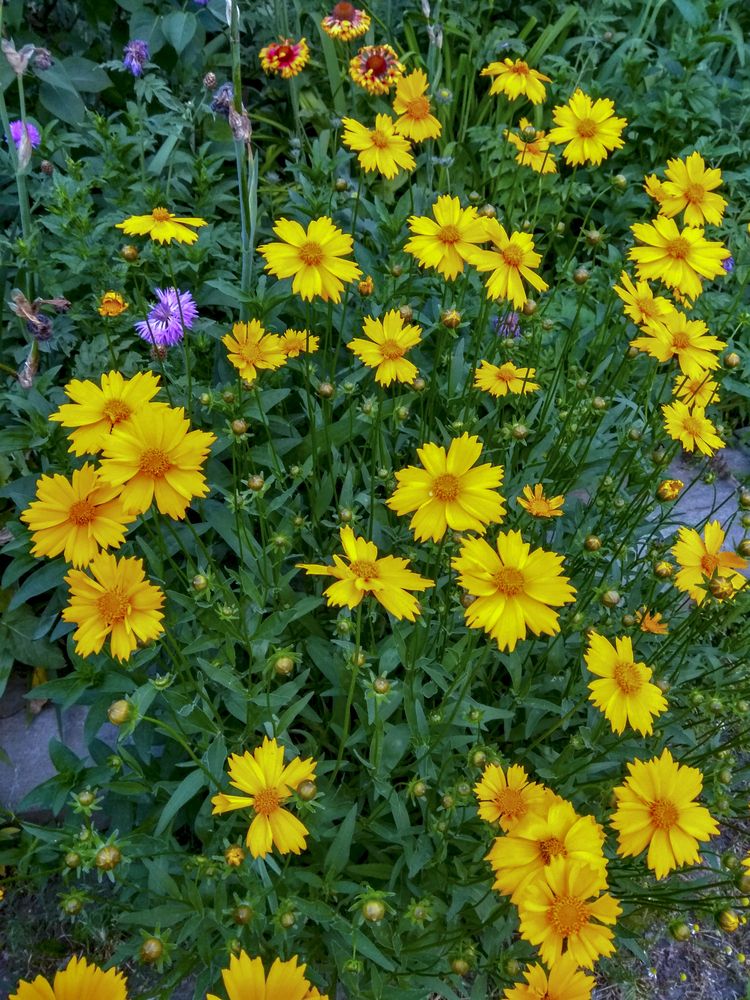 Фотография автора Татьяна Петренко