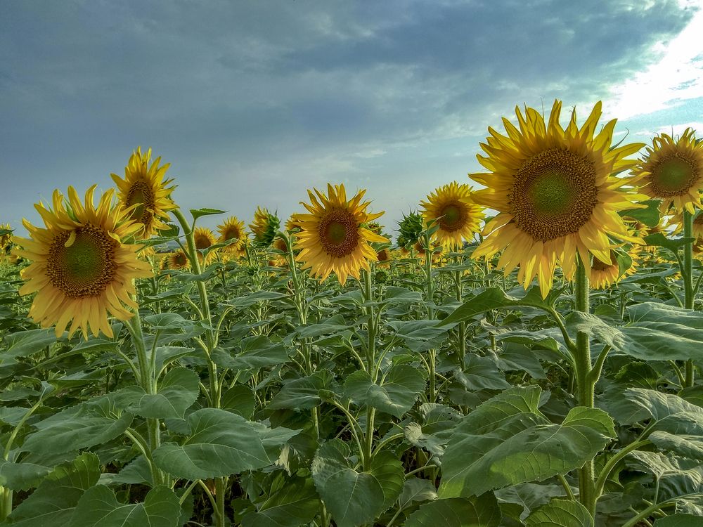 Фотография автора Татьяна Петренко
