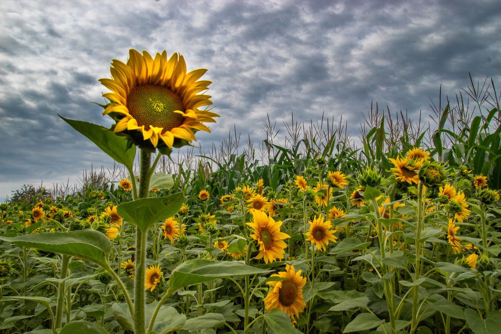 Photograph by Ineta Osipoviča