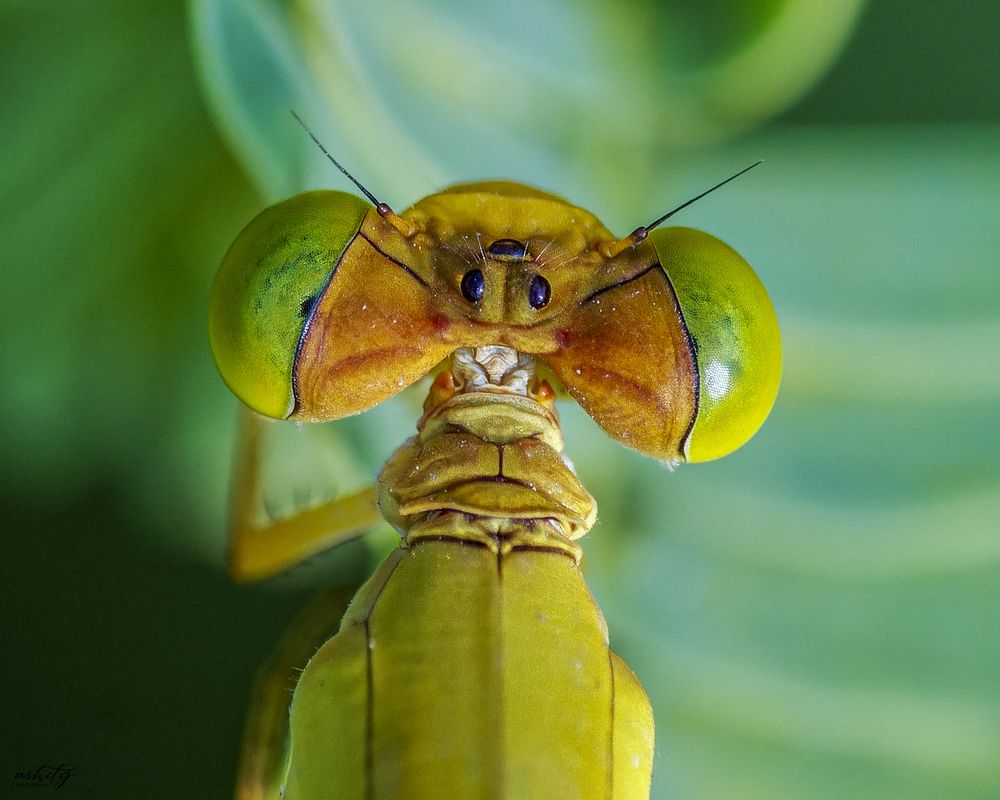 Photograph by Ashit Gandhi