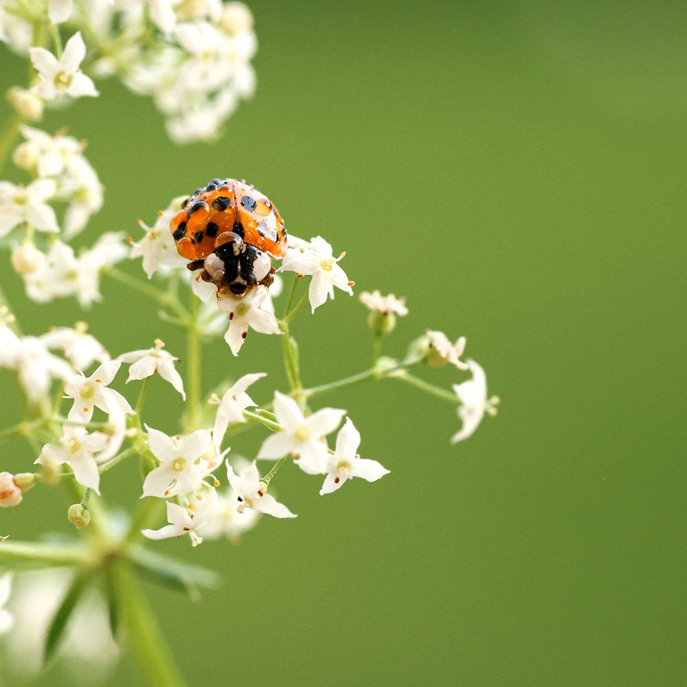 Photograph by Екатерина Топорова