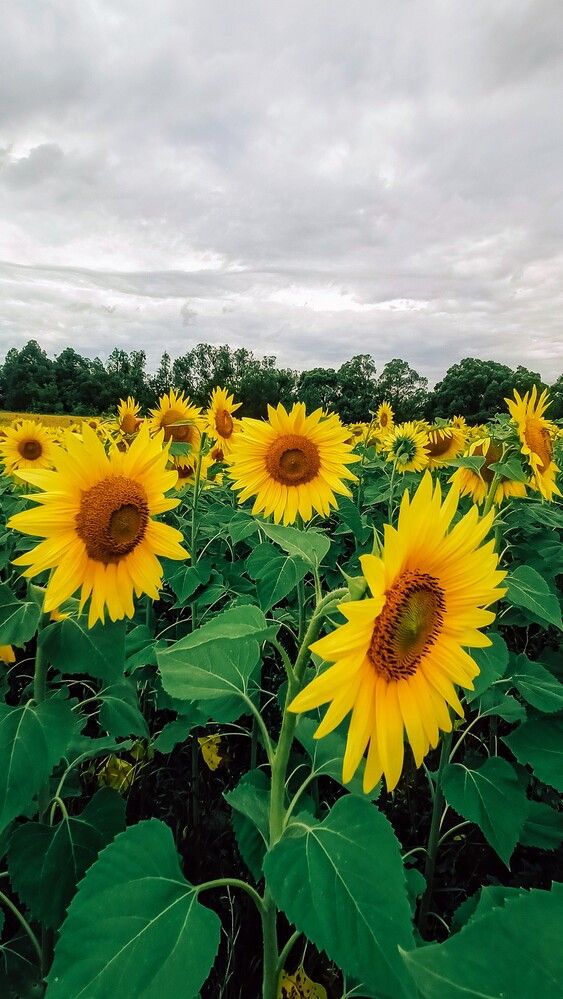 Photograph by Людмила Горячева