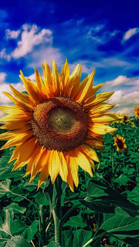 Photograph by Людмила Горячева