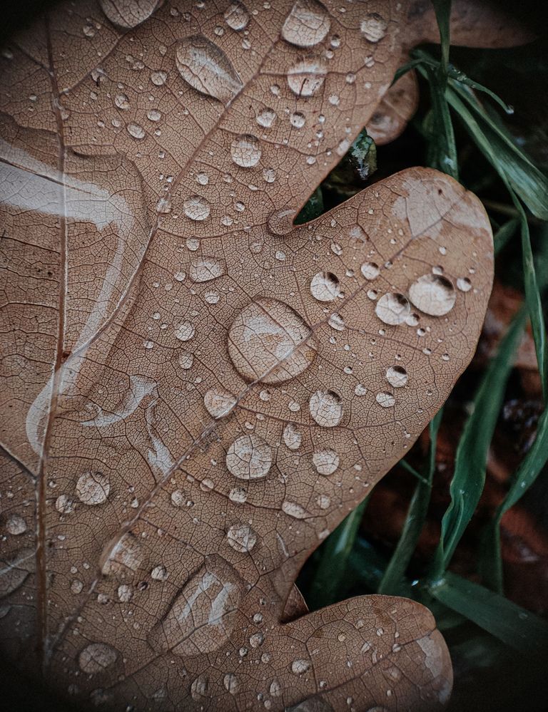 Photograph by Александра