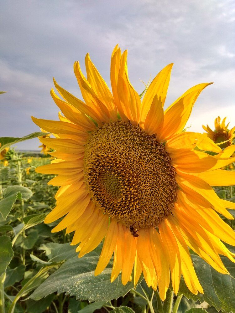 Фотография автора Татьяна Петренко