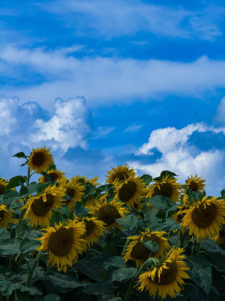 Фотография автора Елена Меньшикова
