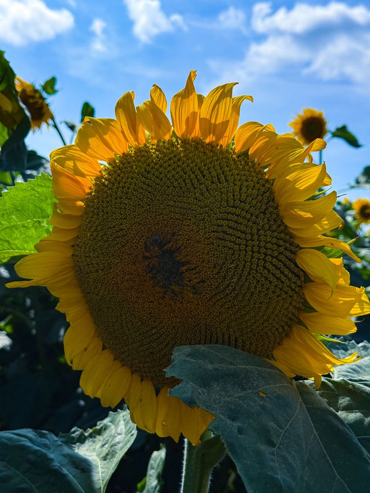 Фотография автора Елена Меньшикова