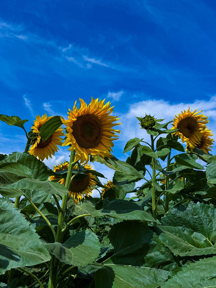 Фотография автора Елена Меньшикова