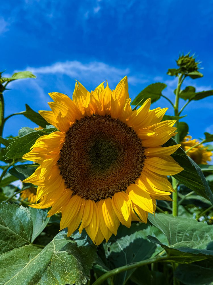 Фотография автора Елена Меньшикова