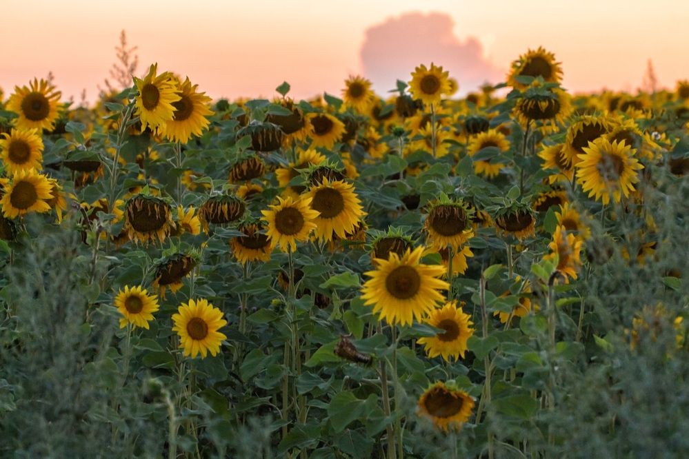 Фотография автора Галина Шепелева