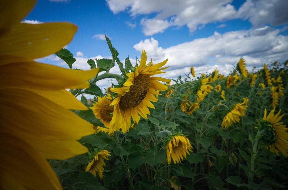 Photograph by Екатерина Вспышкина
