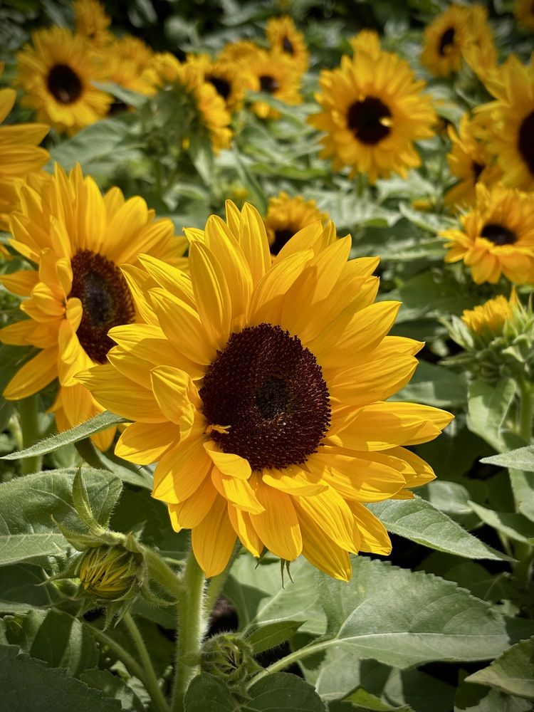 Photograph by Halina Mitsevich