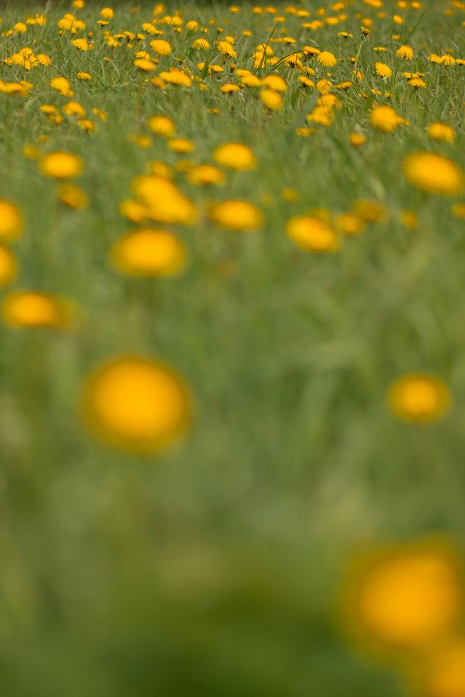 Photograph by Алла Аюпова