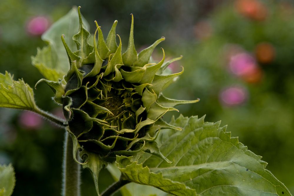 Photograph by Ангелина