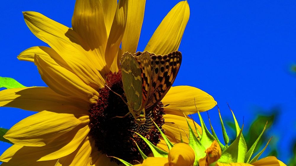 Бабочка на солнышке